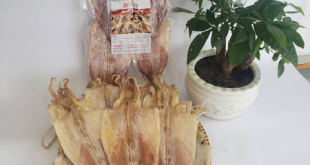 ăn mực khô đầu tháng có đen không